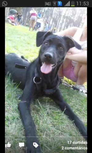 Cachorro raça ñ definida idade 7 a 11 meses nome Fred 