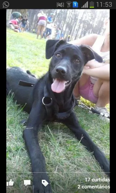 Cachorro raça ñ definida idade 7 a 11 meses nome Fred 