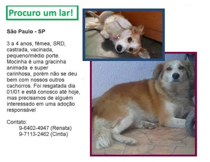 Cachorro ra a SRD idade 3 anos nome Mocinha