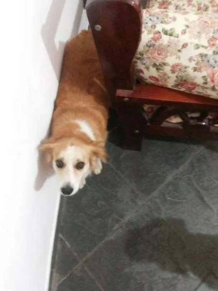 Cachorro ra a SRD idade 3 anos nome Mocinha