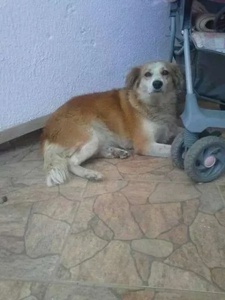 Cachorro ra a SRD idade 3 anos nome Mocinha