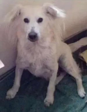 Cachorro raça SRD idade 6 ou mais anos nome Snow GRATIFICA