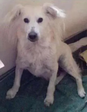 Cachorro raça SRD idade 6 ou mais anos nome Snow GRATIFICA