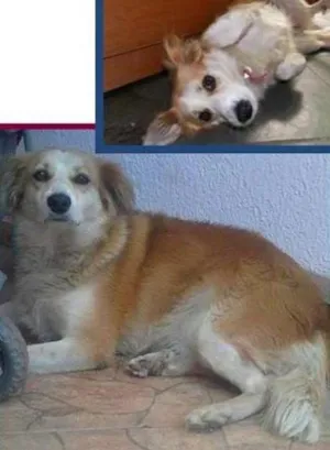 Cachorro raça SRD idade 3 anos nome Mocinha