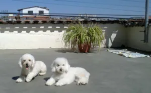 Cachorro raça POODLE idade 2 anos nome PRÍNCIPE E JOHNNY