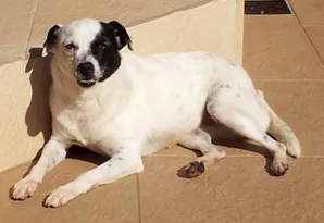 Cachorro ra a Vira Latas idade 6 ou mais anos nome Zuza GRATIFICA