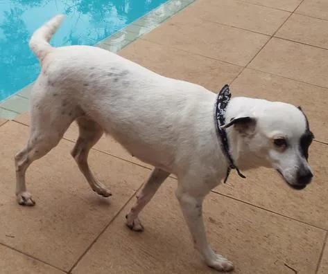 Cachorro ra a Vira Latas idade 6 ou mais anos nome Zuza GRATIFICA