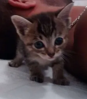 Gato raça srd idade Abaixo de 2 meses nome gatinha