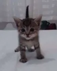 gatinha