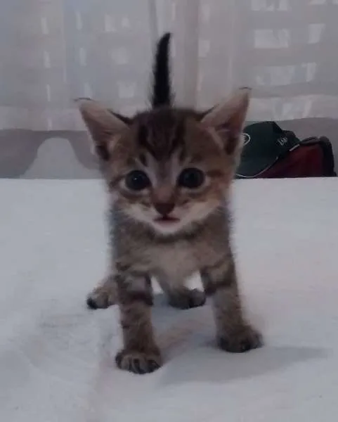 Gato ra a srd idade Abaixo de 2 meses nome gatinha