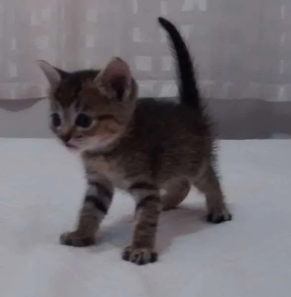 Gato ra a srd idade Abaixo de 2 meses nome gatinha