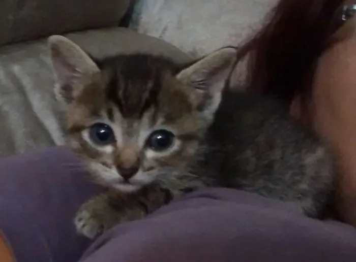 Gato ra a srd idade Abaixo de 2 meses nome gatinha