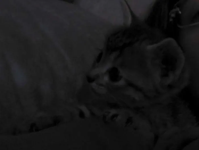 Gato ra a srd idade Abaixo de 2 meses nome gatinha