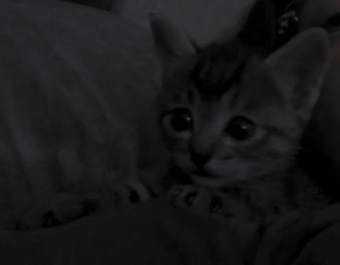 Gato ra a srd idade Abaixo de 2 meses nome gatinha