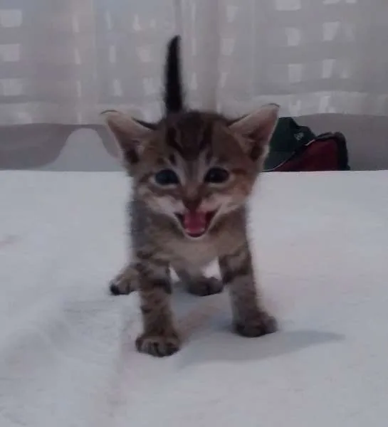 Gato ra a srd idade Abaixo de 2 meses nome gatinha