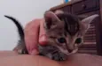 gatinha