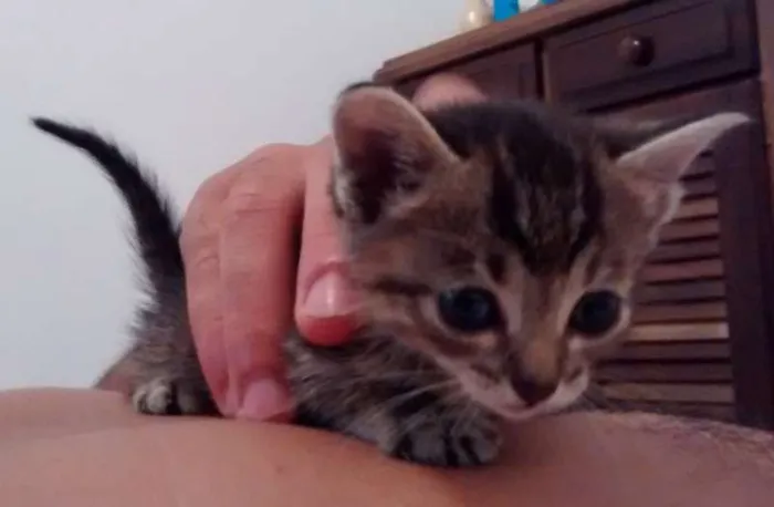 Gato ra a srd idade Abaixo de 2 meses nome gatinha