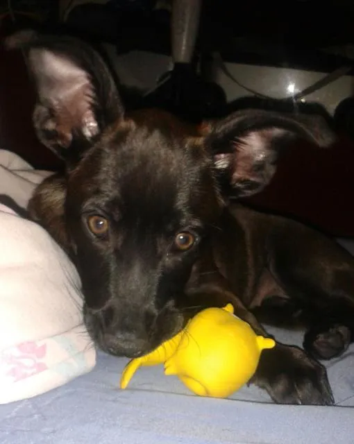 Cachorro ra a  mistura idade 2 a 6 meses nome Pretinha