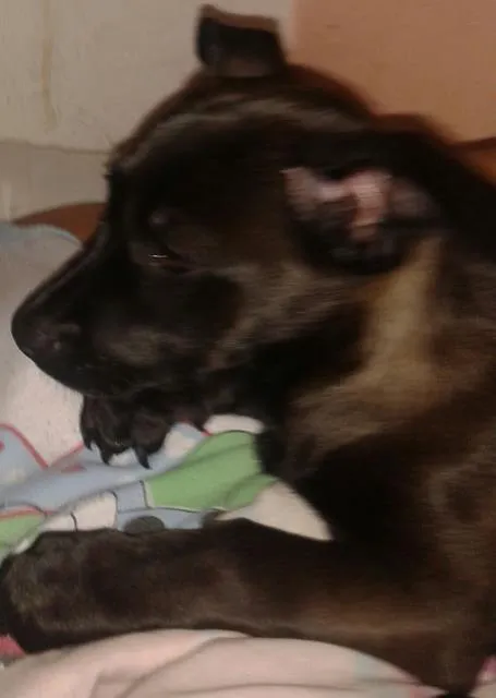 Cachorro ra a  mistura idade 2 a 6 meses nome Pretinha