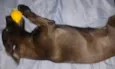 Pretinha