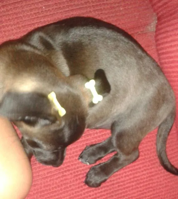 Cachorro ra a  mistura idade 2 a 6 meses nome Pretinha