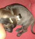 Pretinha