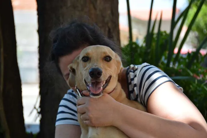 Cachorro ra a SRD idade 1 ano nome Gigio
