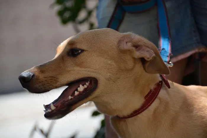 Cachorro ra a SRD idade 1 ano nome Gigio