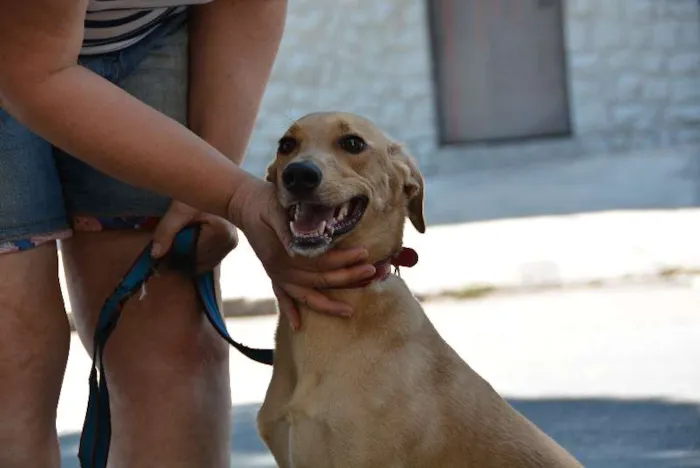 Cachorro ra a SRD idade 1 ano nome Gigio