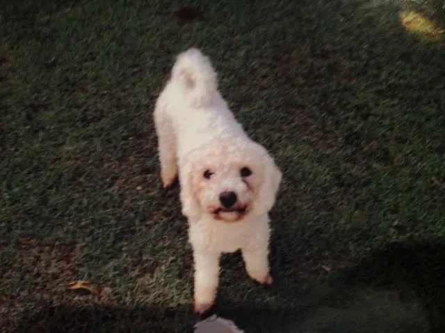 Cachorro ra a Poodle  idade 4 anos nome estefhany