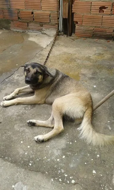 Cachorro ra a viralata com pastor idade 2 anos nome beethoven