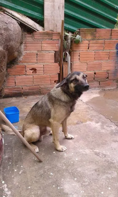 Cachorro ra a viralata com pastor idade 2 anos nome beethoven