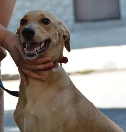 Cachorro ra a SRD idade 1 ano nome Gigio