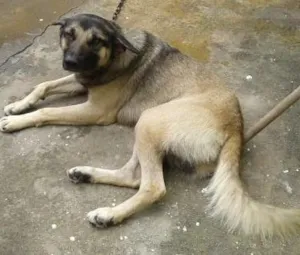 Cachorro raça viralata com pastor idade 2 anos nome beethoven