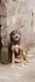 Cachorro ra a pastor alemao com cocker idade 2 anos nome Hitch
