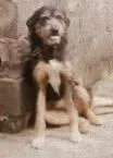 Cachorro ra a pastor alemao com cocker idade 2 anos nome Hitch
