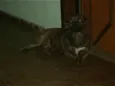 Princesa
