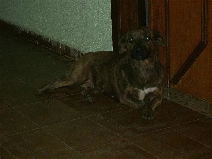 Cachorro ra a  idade 3 anos nome Princesa