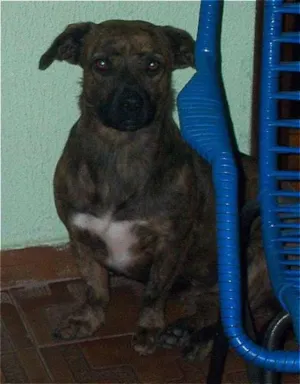 Cachorro raça  idade 3 anos nome Princesa
