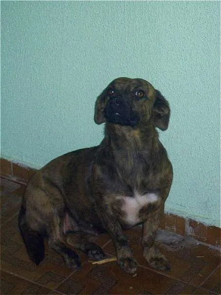 Cachorro ra a  idade 3 anos nome Princesa