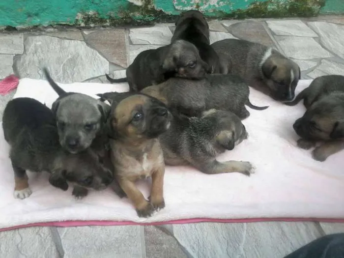Cachorro ra a  idade Abaixo de 2 meses nome a mãe mel