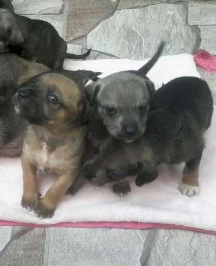 Cachorro ra a  idade Abaixo de 2 meses nome a mãe mel
