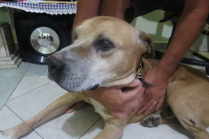 Cachorro ra a Pit-Bull idade 6 ou mais anos nome Hasan