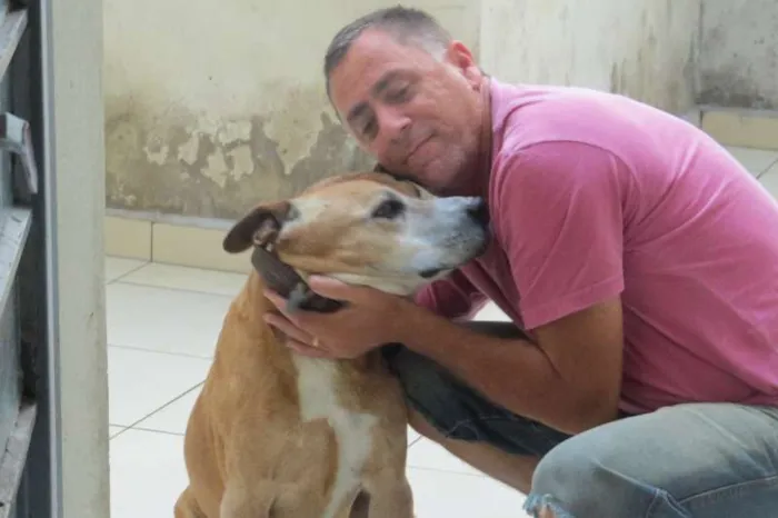 Cachorro ra a Pit-Bull idade 6 ou mais anos nome Hasan