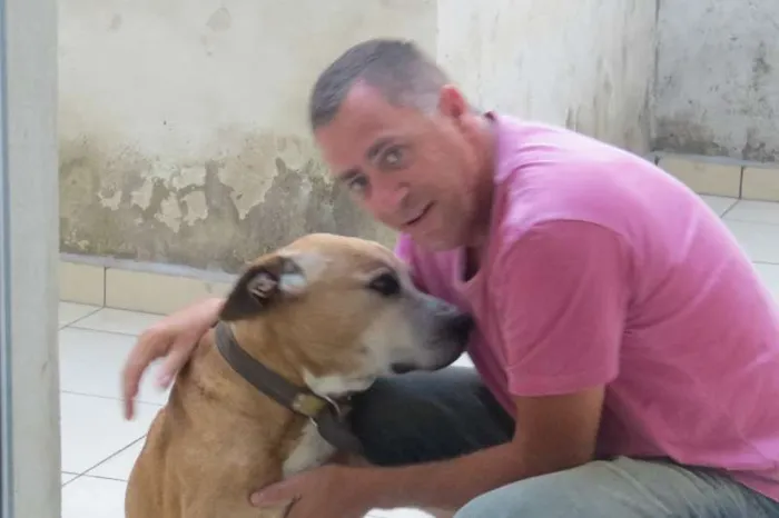 Cachorro ra a Pit-Bull idade 6 ou mais anos nome Hasan