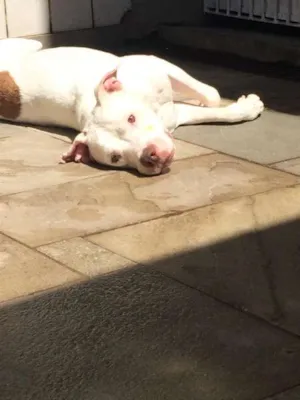Cachorro raça Pit-Bull idade 2 anos nome SANSÃO