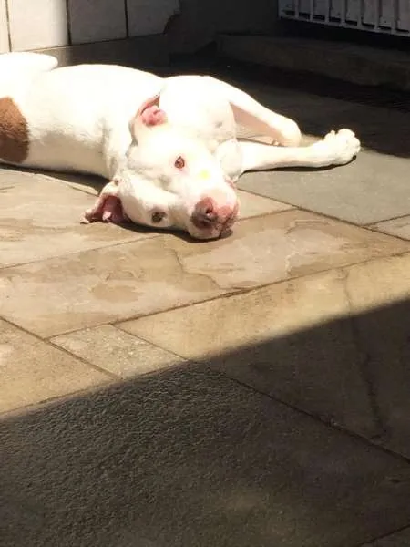 Cachorro ra a Pit-Bull idade 2 anos nome SANSÃO