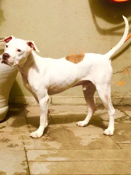 Cachorro ra a Pit-Bull idade 2 anos nome SANSÃO