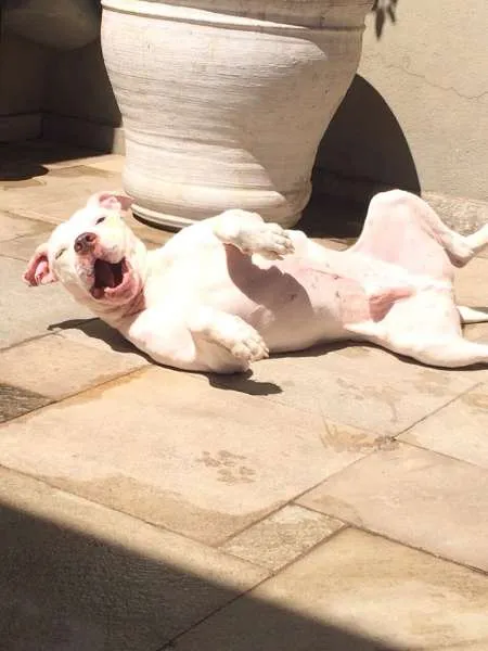 Cachorro ra a Pit-Bull idade 2 anos nome SANSÃO