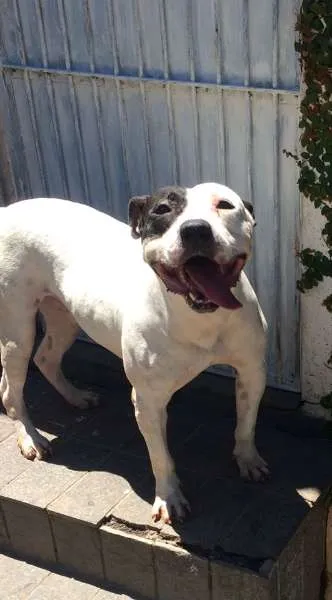 Cachorro ra a Pit-Bull idade 2 anos nome ROMEU